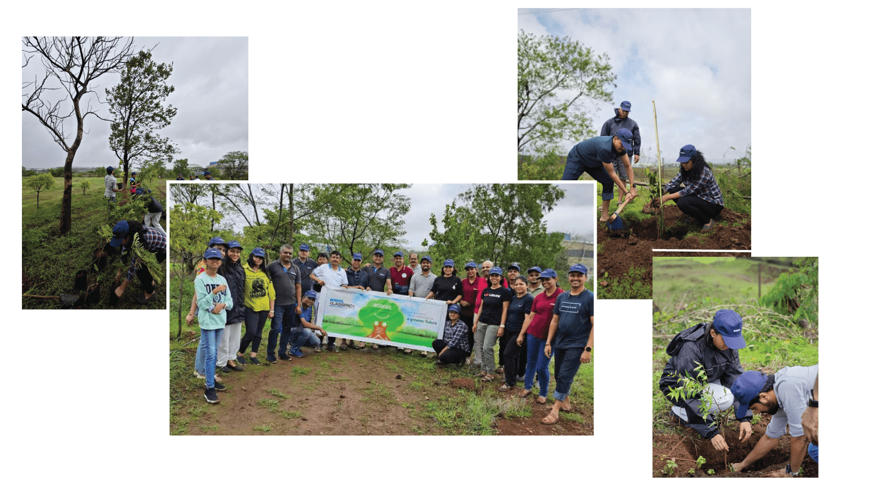 Tree Plantation